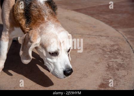 Gros plan de la tête, du cou et de la fronde d’un vieux chien beagle tirant sur sa laisse. Banque D'Images