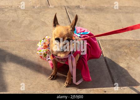 Un chihuahua dans une robe rose et sur une laisse rose se trouve sur un sol en béton. Banque D'Images