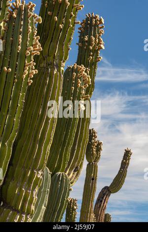 Plusieurs troncs striés et succulents de cactus géants mexicains, pachycereus pringlei, avec bourgeons et fleurs blanches. Banque D'Images