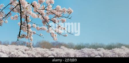 Bannière printanière, branches de cerisier en fleur ou sakura sur fond bleu ciel extérieur. Fleurs de sakura roses, source d'image romantique rêveuse, paysage p Banque D'Images