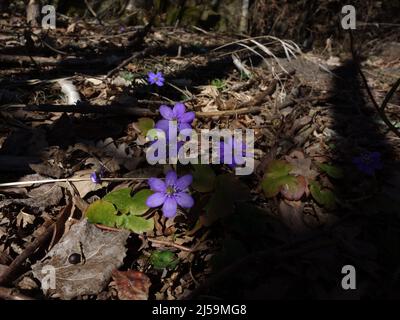 Le fond de la forêt de feuillus prend vie à nouveau, quand Anemone Hepatica parque avec ses fleurs bleues. Banque D'Images