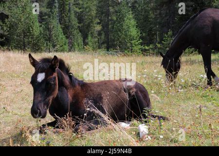 doux petit moussant noir couché sur du gras vert Banque D'Images