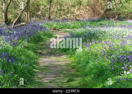 Des cloches, jacinthoides non-scripta, à Hillhouse Wood, dans l'ouest de Bergholt, Essex, au printemps Banque D'Images