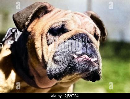 1920S 1930S ANGLAIS BULLDOG VISAGE AVEC DEUX DENTS QUI DÉPASSENT DE SA MÂCHOIRE INFÉRIEURE - D1100C HAR001 HARS MUG COMÉDIE DÉTERMINÉ CANINE INTENSE MAMMIFÈRE MISÉRABLE DUR FÉROCE FIERCE HAR001 VIEUX MODE Banque D'Images