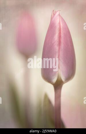 Une belle image douce des bourgeons de tulipe rose juste avant la pleine floraison. L'image permet d'obtenir une impression exceptionnelle. Banque D'Images