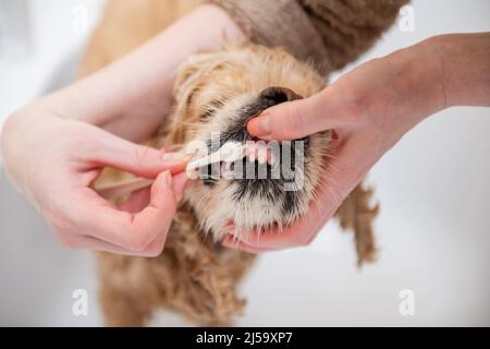 Femme se brossant les dents d'un épagneul américain. Brosse à dents dentaire chien. Banque D'Images