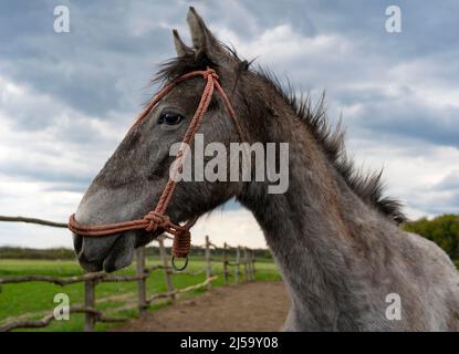 Portrait d'un beau cheval domestique à la campagne Banque D'Images