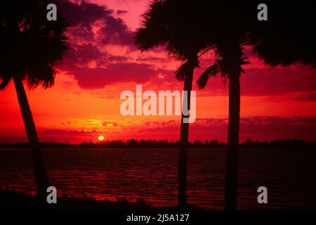 1990S COUCHER DE SOLEIL TROPICAL SILHOUETED PALMIERS DANS LE CIEL ROUGE AVEC SOLEIL JAUNE À L'HORIZON SARASOTA FLORIDA USA - KL17713 RSS001 HARS COUCHER DE SOLEIL Banque D'Images