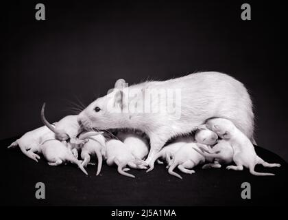 1930S 1940S RAT MÈRE BLANC DE LABORATOIRE RATTUS NORVEGICUS DOMESTICA EXCEPTIONNELLEMENT GRANDE PORTÉE WISTAR INSTITUTE, PHILADELPHIE PA USA - L241 HAR001 RATS MAMMIFÈRES DE CROISSANCE HARS LES RONGEURS UTILISENT LE NOIR ET LE BLANC HAR001 SOUS-ESPÈCES À L'ANCIENNE Banque D'Images