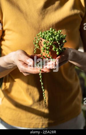 Main de fille tenant un petit pot en terre cuite avec Senecio Rowley-anus communément connu comme une chaîne de perles Banque D'Images