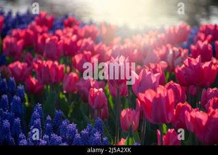 Tulipe de fleur rose éclairée par la lumière du soleil. Mise au point sélective douce, gros plan de tulipe, virage. Arrière-plan photo tulipe coloré et lumineux Banque D'Images