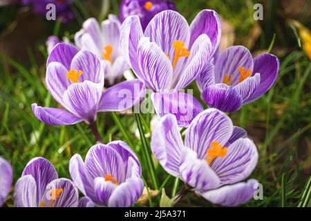 Crocus fleurit à Eastrop Park, Basingstoke, au Royaume-Uni, au printemps Banque D'Images