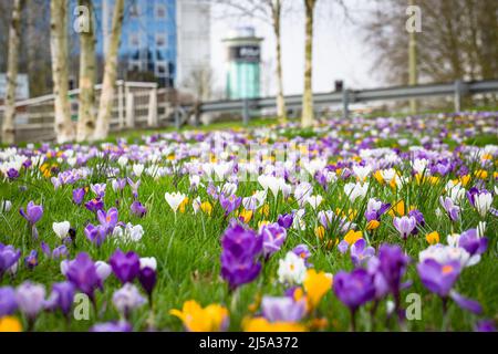 Crocus fleurit à Eastrop Park, Basingstoke, au Royaume-Uni, au printemps Banque D'Images