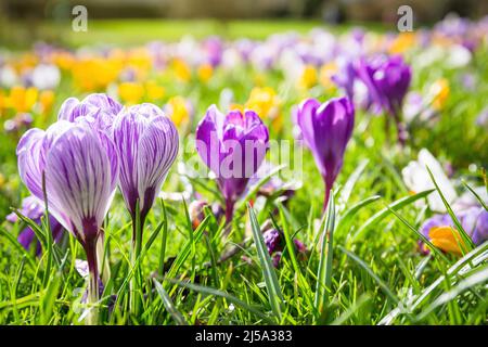 Crocus fleurit à Eastrop Park, Basingstoke, au Royaume-Uni, au printemps Banque D'Images