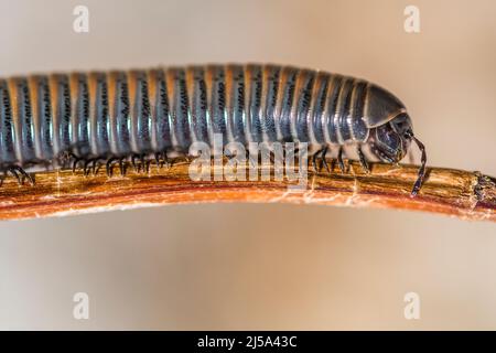 Acanthoiulus à pattes foncées (Acanthoiulus fuscipes) Banque D'Images