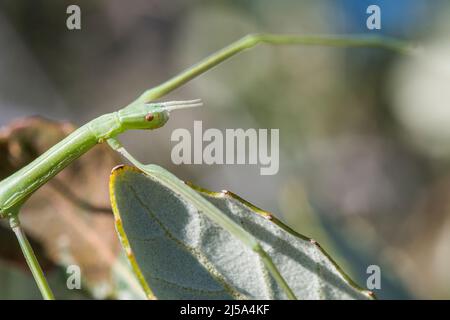 L'insecte européen de bâton (Bacillus rossius) a également appelé la punaise européenne ou le bâton de marche européen et l'insecte de bâton méditerranéen. Banque D'Images