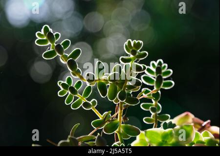 Les feuilles d'un succulent sont mises en halo par le soleil Banque D'Images