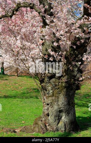 Un vieux cerisier à Branch Brook Park, Newark, New Jersey. Banque D'Images