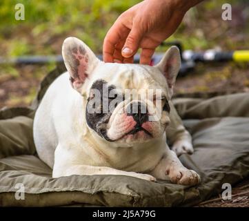 bouledogue français Banque D'Images