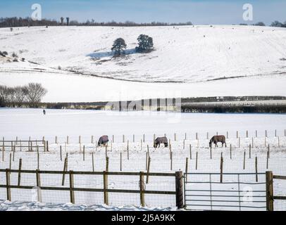 Une scène hivernale enneigée sur les North Downs, avec des gens qui traînent au loin et des chevaux en premier plan, Kent, Royaume-Uni Banque D'Images