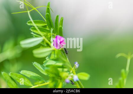Fourmis et fleurs de vesce (Vicia sativa) Banque D'Images