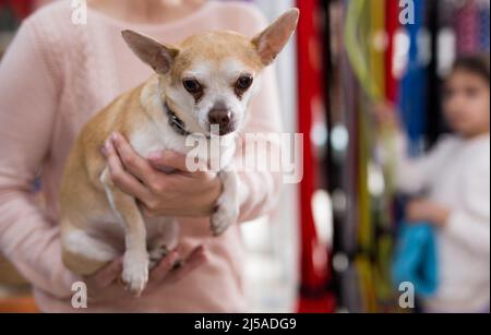 Femme positive avec chien chihuahua dans la boutique d'animaux de compagnie Banque D'Images