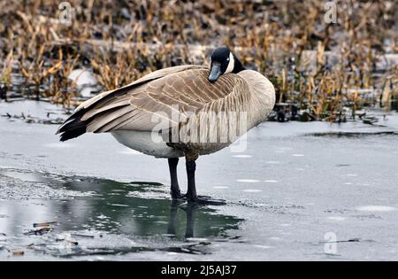 Une Bernache du Canada (Branta canadensis), dormant sur la glace fondante dans une région marécageuse du Canada rural de l'Alberta Banque D'Images