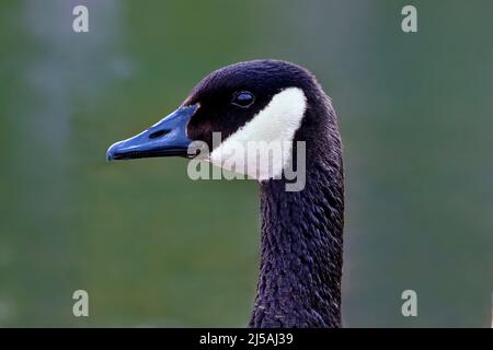 Un portrait en gros plan d'une OIE sauvage du Canada (Branta canadensis); dans son habitat dans les régions rurales du Canada albertain Banque D'Images