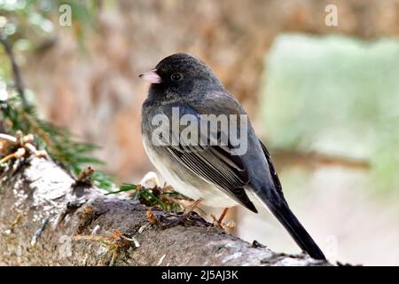 Un Dark-eyed Junco Junco hyemalis '', perché sur une branche d'arbre épinette verte dans les régions rurales de l'Alberta au Canada. Banque D'Images