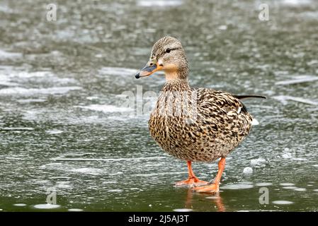 Une vue de face d'une femelle de canard colvert Anas platyrhynchos, marchant sur la glace mince d'un étang gelé dans les régions rurales du Canada de l'Alberta Banque D'Images