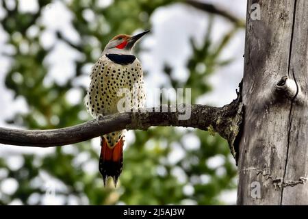 Un mâle adulte de Northern Flicker 'Colaptes auratus', perché sur une branche d'arbre morte dans les régions rurales de l'Alberta au Canada. Banque D'Images