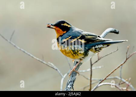 Un oiseau sauvage de Grive varié, Ixoreus naevius, avec des plumes orange et noires perchées sur une branche d'arbre avec un écrou dans son bec Banque D'Images
