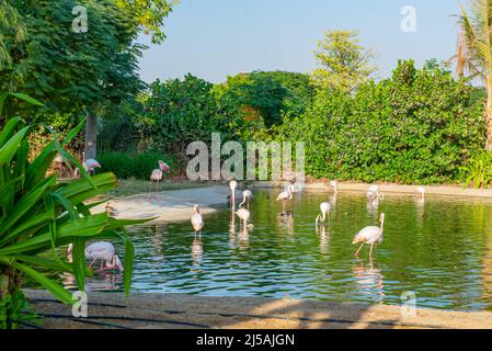 de nombreux flamants roses vivent sur le lac dans le zoo Banque D'Images