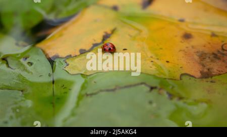 coléoptère de tortue perché sur une feuille de lotus, le fond des feuilles est hors foyer jaune pâle et vert et flaques Banque D'Images