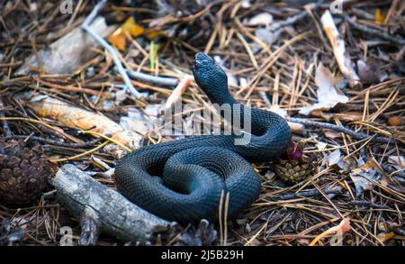 Vipère européen, Vipera berus, également connu sous le nom d'additionneur européen. Animal sauvage. Banque D'Images