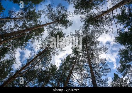 grands pins, une forêt de pins, vue sur le fond Banque D'Images