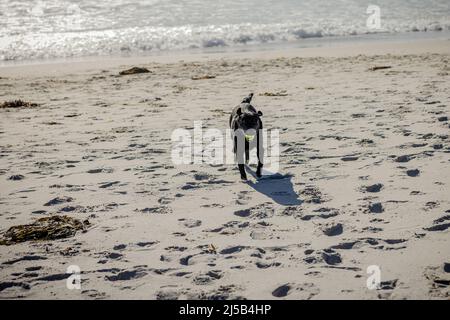 Un Labrador noir appréciant de jouer à la fetch à la plage en Californie Banque D'Images