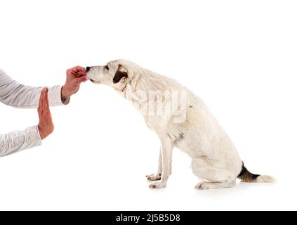 Parson Russell Terrier in front of white background Banque D'Images