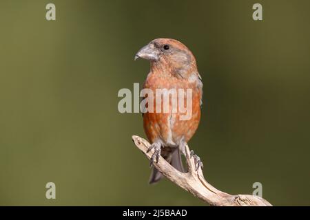 Red Crossbill, Pizzoli (AQ), Italie, août 2017 Banque D'Images