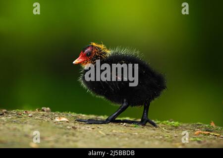 Jeune de canard. Oiseau d'eau brun à bec jaune et rouge Mooren commun, Porphyrio martinicus, marchant dans l'herbe Banque D'Images
