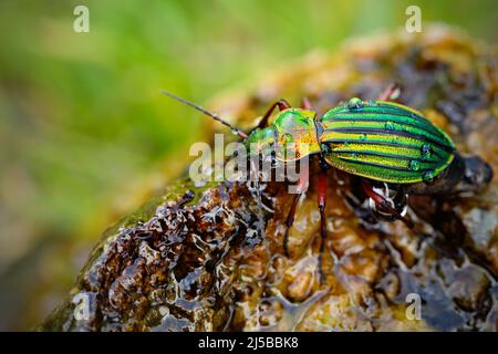 Coléoptère doré, Carabus auronitens, bel insecte brillant sur la pierre humide. Scène aquatique avec coléoptère doré brillant. Insecte vert brillant i Banque D'Images