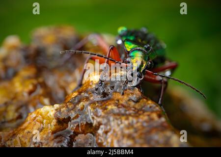 Scène aquatique avec coléoptère doré brillant. Insecte vert vif dans l'habitat naturel, Krkonose, république tchèque. Coléoptère doré, Carabus auroni Banque D'Images