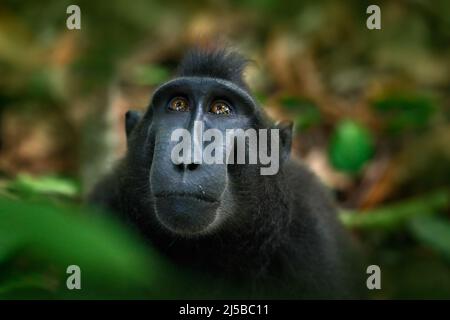 Celebes Crested Macaque, Macaca nigra, singe noir, portrait détaillé, assis dans l'habitat naturel, forêt tropicale sombre, faune d'Asie, Tangkok Banque D'Images