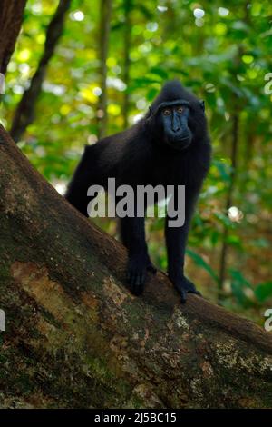 Singe noir à col ouvert avec grande dent, assis dans l'habitat naturel, forêt tropicale sombre. Celebes Crested Macaque, Macaca nigra, faune de Banque D'Images