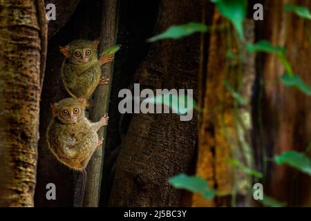 La famille Tarsier sur le grand arbre. Tarsier spectral, spectre de Tarsius, portrait caché d'un animal nocturne rare, dans un grand arbre de ficus, Tangkoko National P. Banque D'Images