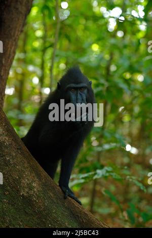 Celebes Crested Macaque, Macaca nigra, singe noir à bouche ouverte avec grande dent, assis dans l'habitat de la nature, forêt tropicale sombre, la faune de Banque D'Images