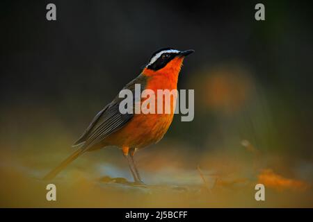 Robin-Chat brun blanc, Cossypha heuglini, assis sur la pierre dans l'habitat naturel. Orange Robin du Botswana. Bel oiseau brillant dans le gr Banque D'Images