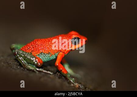 Grenouille de poisson rouge Grenouille en forme de flèche, Dendrobate granuliferus, dans l'habitat naturel, au Costa Rica. Amphibien rare dans la forêt tropicale. Fermer-u Banque D'Images