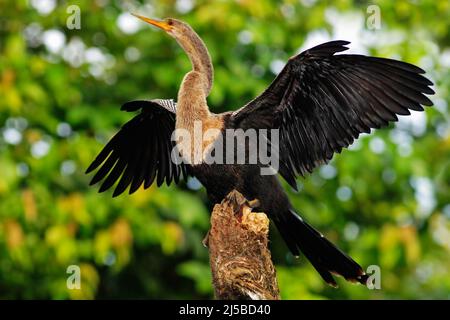 Oiseau d'eau du Costa Rica. Animal dans l'eau. Anhinga, oiseau d'eau dans l'habitat naturel de la rivière. Oiseau avec col en rondins et bec. Heron assis sur la br Banque D'Images