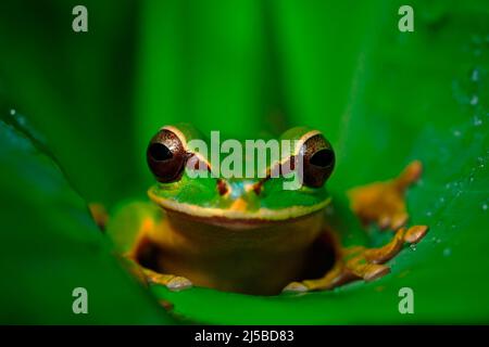 Bel animal dans la forêt tropicale. Smilisca masqué, Smilisca phaeota, grenouille verte tropicale exotique du Costa Rica, gros plan. Grenouille dans le vert l Banque D'Images